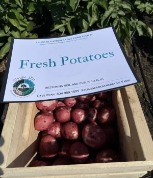 Potatoes Grown and Sold Locally, Sunshine Coast