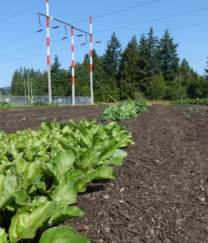 Salish Sea Regenerative Farm Society, Soil Reclamation Project