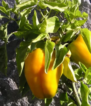 Garden Outdoor Peppers
