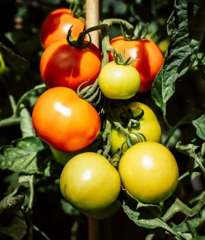 Garden Outdoor Tomatoes