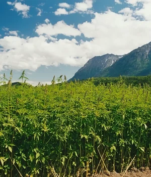 Gitsegukla Hemp Research Site
