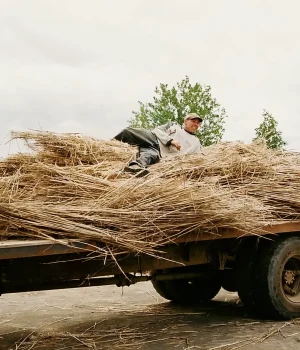 Hemp Fibre Harvest for Research Project
